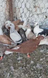 جوجه رنگه خوشگل