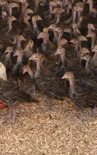 جوجه بوقلمون محلی /گوشتی/دومنظوره