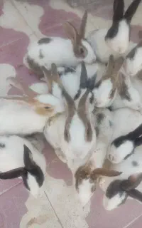 خرگوش خانگی خیلی خوشکل