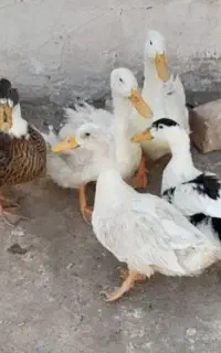 اردک