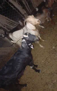 رودبار جنوب