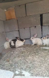 خرگوش