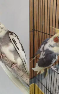 عروس هلندی ابلق نر جوان