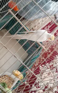 عروس هلندی سخنگو