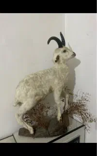 مجسمه بره طبیعی سالم