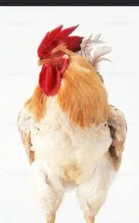 خروس سرحال