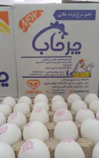 تخم مرغ به قیمت مرغداری اَرزان