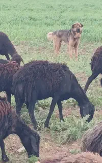 سگ‌گله