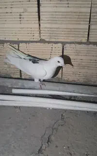 کبوتر تهرانی