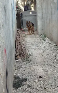 واگذاری ژرمن شولاین