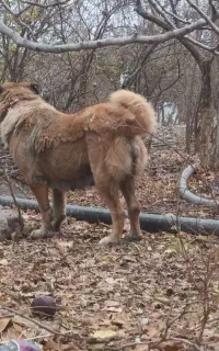 ماده خالص خالص خالص سرابی فوری فوری