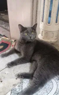 گربه اسکاتیش نر