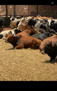 شیر روزانه ۵۰ کیلو ۶۰ هزار