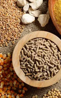 خوراک کامل دان طیور بوقلمون بیوتی بوقلمون برنز