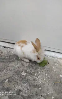 خرگوش بانمک