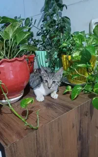واگذاری بچه گربه 2 ماهه