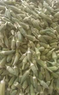 بامیه تازه