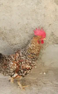 خروس