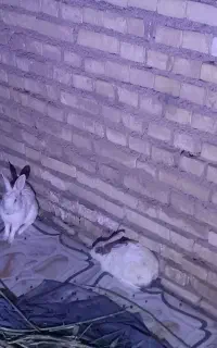 سلام خرگوش نر و ماده دارم سالم