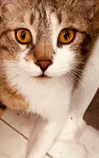 پانسیون خونگی گربه