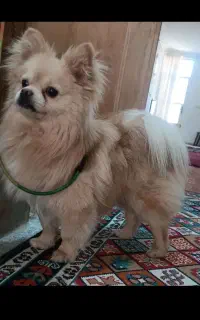 سگ پامر