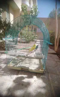 مرغ عشق