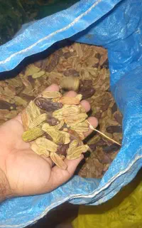 ضایعات خرما