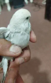 مرغ عشق انگلیسی