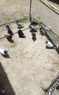یک لانه کبوتر