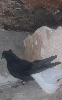 کبوتر و پرده الیکسی