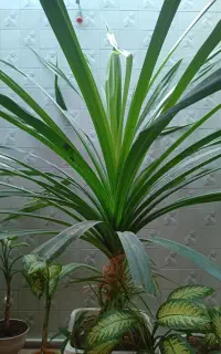 گل بزرگ