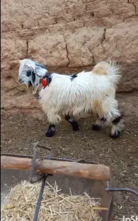 کره میش خر گاو بز بزغاله اسب میش بره