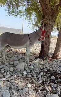 فروش ۱ راس الاغ نر رهوار