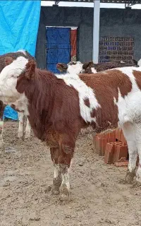 هلشتاین و سیمینتال پروار و داشتی گوساله