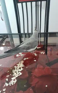 عروس هلندی ماده گل باقالی