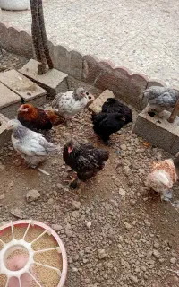 جوحه امپراطور ویا برهما دوماهه فروشی