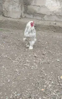 خروس برهما رنگ خاص مناسب نسل کشی