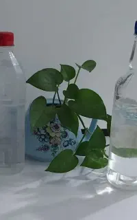 فروش عرق بهار خالص