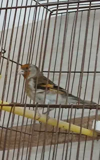 سره قناری ماده