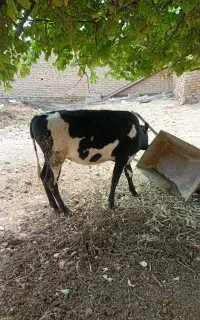 گوساله ماده