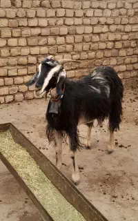 بز بزغاله دوبر میش بره قوچ