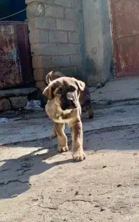 توله پژدر