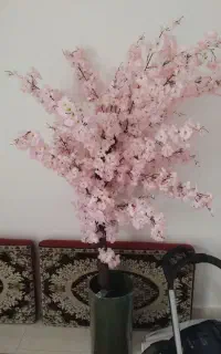 گل شکوفه باگلدان
