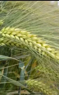 جوآبی