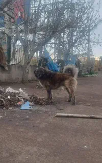 سگ افغان