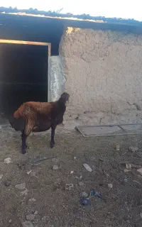 میش آوست