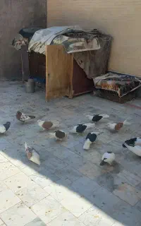 کبوتر پشت دار و سینه دار