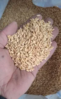 گندم ممتاز(آبی) بوجاری شده زیر قیمت و کود