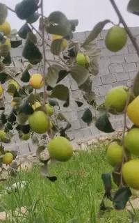 پیوند کنار