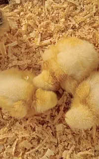 جوجه گوشتی یکروزه نژاد راس